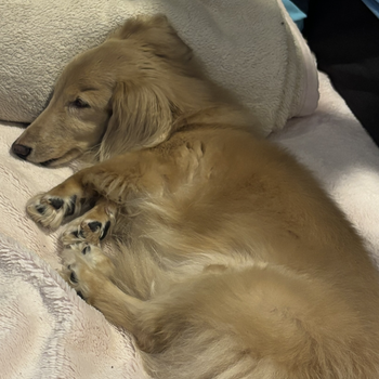 迷子になった犬の写真　２枚目