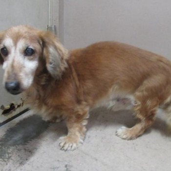 迷子になった犬の写真　２枚目