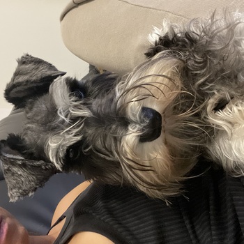 迷子になった犬の写真　２枚目