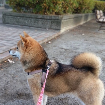 迷子になった犬の写真　２枚目