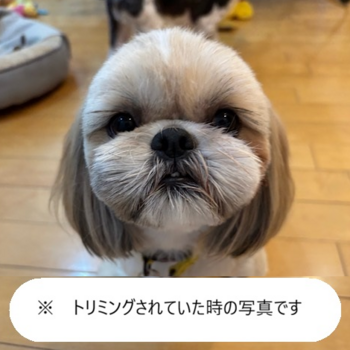 迷子になった犬の写真　２枚目