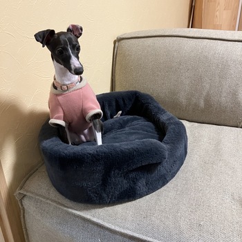 迷子になった犬の写真　２枚目