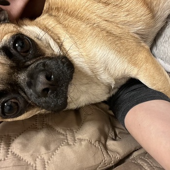 迷子になった犬の写真　２枚目