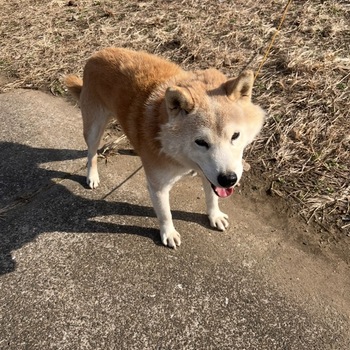 迷子になった犬の写真　２枚目