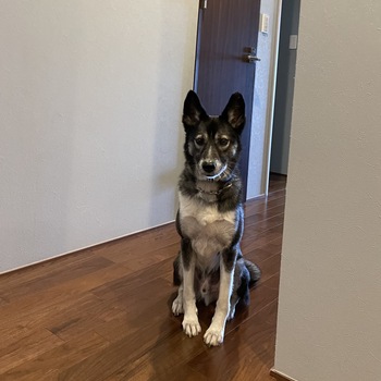 迷子になった犬の写真　２枚目