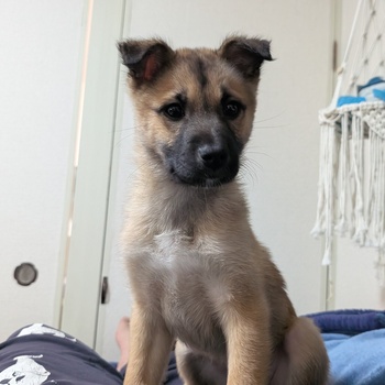 迷子になった犬の写真　２枚目