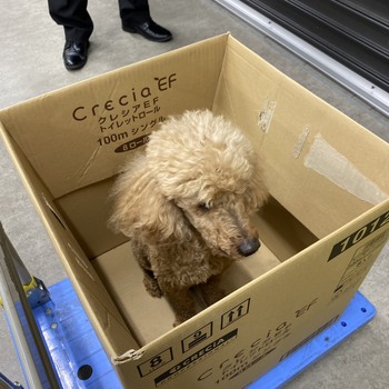 迷子になった犬の写真　２枚目