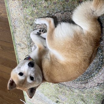 迷子になった犬の写真　２枚目