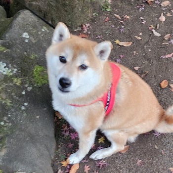 迷子になった犬の写真　２枚目