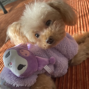 迷子になった犬の写真　２枚目