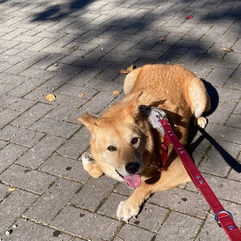 迷子になった犬の写真　２枚目