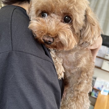 迷子になった犬の写真　２枚目