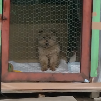 迷子になった犬の写真　２枚目