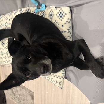 迷子になった犬の写真　２枚目