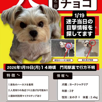 迷子になった犬の写真　２枚目