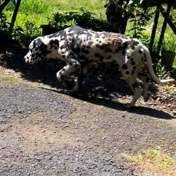 迷子になった犬の写真　２枚目