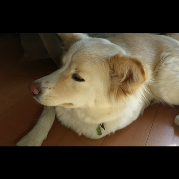 迷子になった犬の写真　２枚目