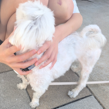 迷子になった犬の写真　２枚目