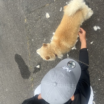 迷子になった犬の写真　２枚目