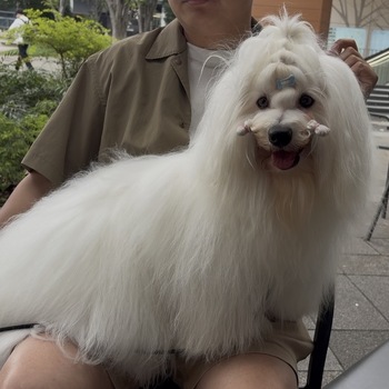 迷子になった犬の写真　２枚目