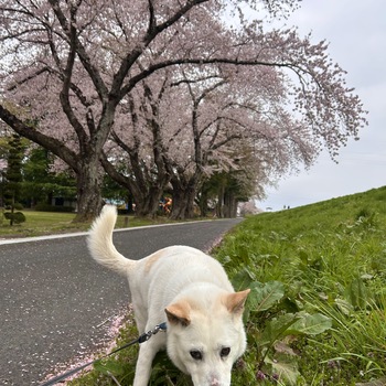 迷子になった犬の写真　２枚目