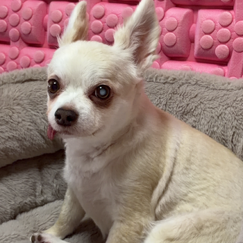 迷子になった犬の写真　２枚目