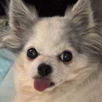 迷子になった犬の写真　２枚目