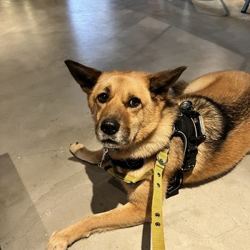 迷子になった犬の写真　２枚目