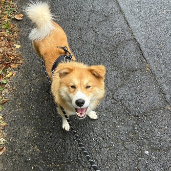 迷子になった犬の写真　２枚目