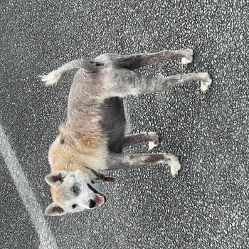 迷子になった犬の写真　２枚目