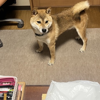 迷子になった犬の写真　２枚目