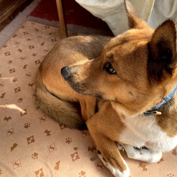 迷子になった犬の写真　２枚目