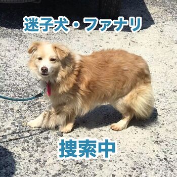 迷子になった犬の写真　２枚目