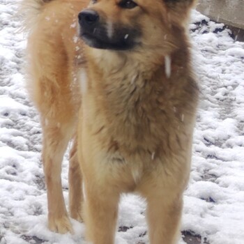 迷子になった犬の写真　２枚目