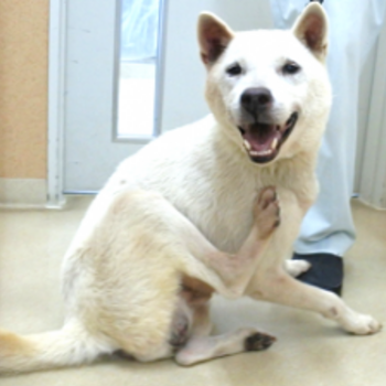 迷子になった犬の写真　２枚目