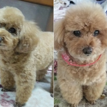 迷子になった犬の写真　２枚目