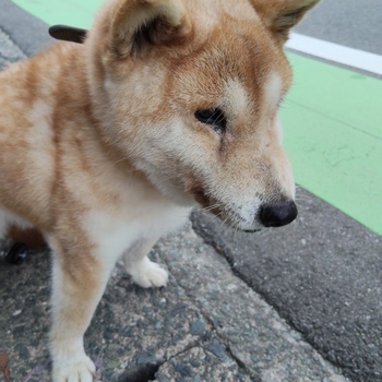 迷子になった犬の写真　3枚目
