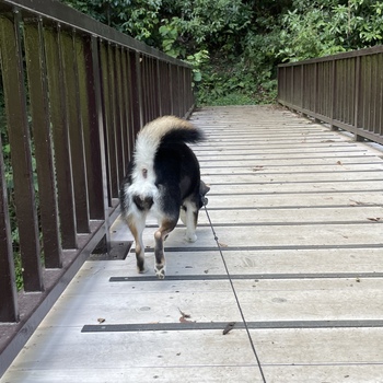 迷子になった犬の写真　3枚目