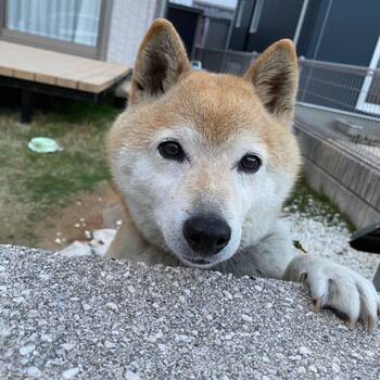 迷子になった犬の写真　3枚目
