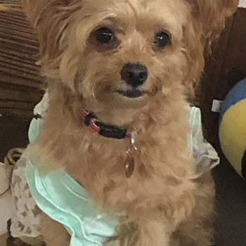 迷子になった犬の写真　3枚目