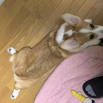 迷子になった犬の写真　3枚目