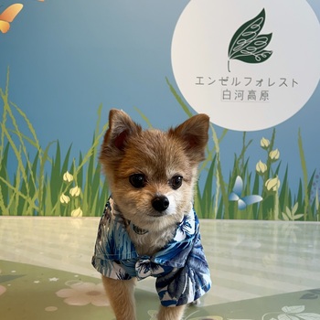 迷子になった犬の写真　3枚目