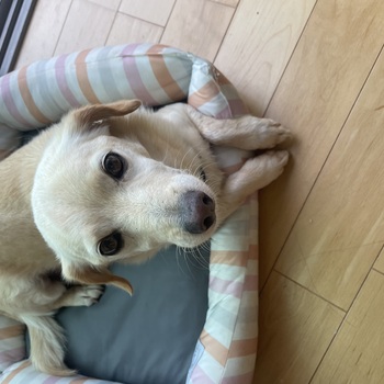 迷子になった犬の写真　3枚目