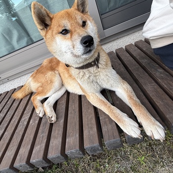 迷子になった犬の写真　3枚目