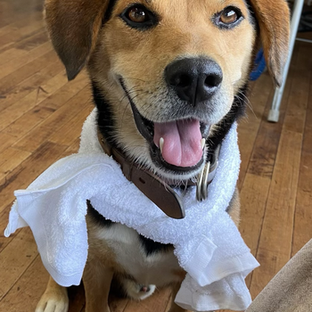 迷子になった犬の写真　3枚目