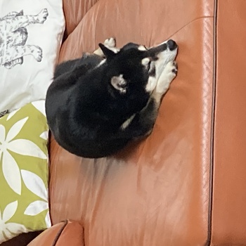 迷子になった犬の写真　3枚目