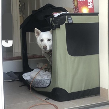 迷子になった犬の写真　3枚目