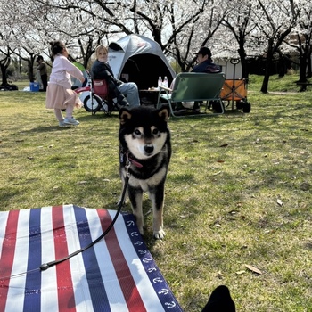 迷子になった犬の写真　3枚目