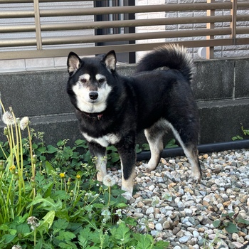 迷子になった犬の写真　3枚目