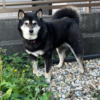 迷子になった犬の写真　3枚目